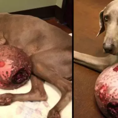 Dieser Hund hatte einen 6 kg schweren Tumor... Eine Tierschutzverein verhalf ihm zu neuem Leben!