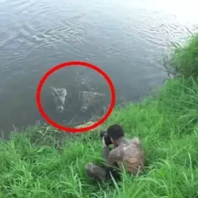 Dieser Fotograf wird von einem Krokodil auf Costa Rica angegriffen