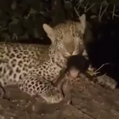 Die rührende Reaktion eines Leopards auf das Baby seiner Beute
