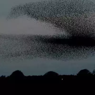 Schottland: Tausende Staren sorgen für eine faszinierende Vorstellung am Himmel