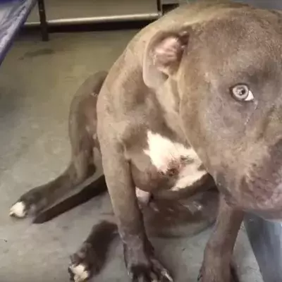 Ein Pitbull wird im Tierheim abgegeben, weil er aggressiv sein soll... Dort erst erfährt er, was Liebe ist!