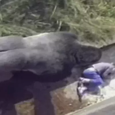 Die unerwartete Reaktion eines Gorillas auf einen kleinen Jungen in seinem Gehege