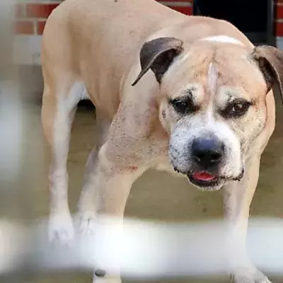 Neues vom Kampfhund, der seine Besitzer zu Tode gebissen haben soll