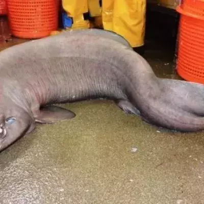 Bizarre Meereskreatur in Schottland gefangen