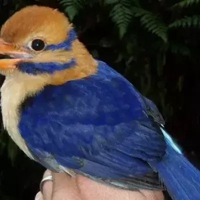 Endlich! Profis fotografieren erstmals diesen äußerst seltenen Vogel
