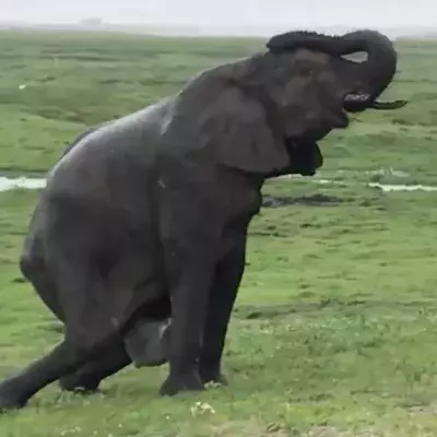 Elefantengeburt in Wildpark in Afrika: Herde eilt zum Schutz herbei