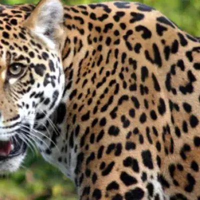 Nach Tötung eines Jaguars in Ecuador wird ein Mann zu sechs Monaten Gefängnis verurteilt