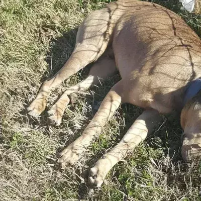 Mann rettet ausgesetzten Hund, den alle schon für tot hielten