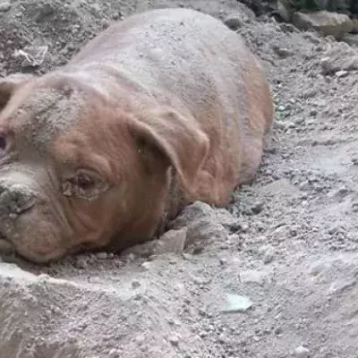 Mann entdeckt eingebuddelte Hündin