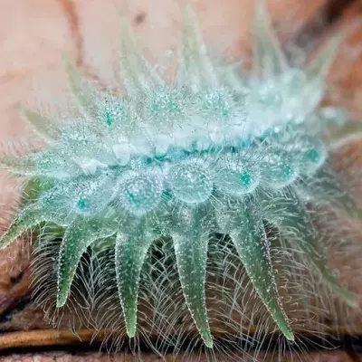 15 unglaubliche Verwandlungen von der Raupe zum Schmetterling
