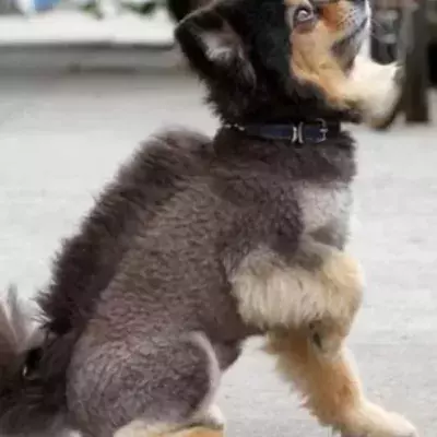 Tierfrisuren: Wie kann man seinem Hund so etwas antun?