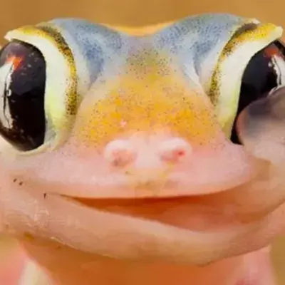 Schräge Tierfotos: Diese lustigen Tiere finden sich in merkwürdigen Situationen wieder!