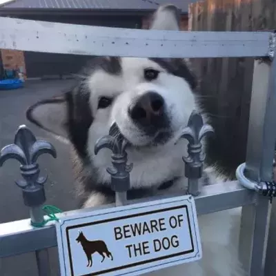 Bei diesen 15 Hunden bringt selbst das Warnschild nichts mehr