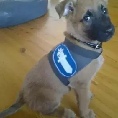 20 Hundewelpen und ihre zukünftigen Dienstuniformen