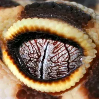 Die außergewöhnlichen Augen dieser Tiere werden euch hypnotisieren