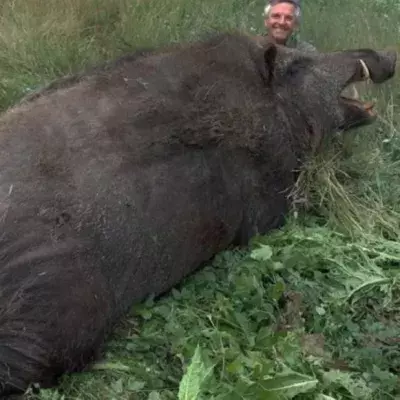 Das größte Wildschwein der Welt: Das Sus Scrofa Attila ist das Monster der türkischen Wälder