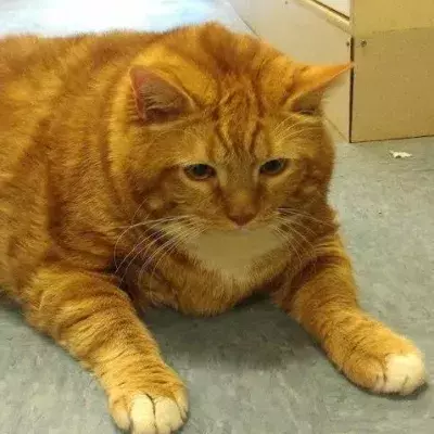 Die dickste Katze der Welt