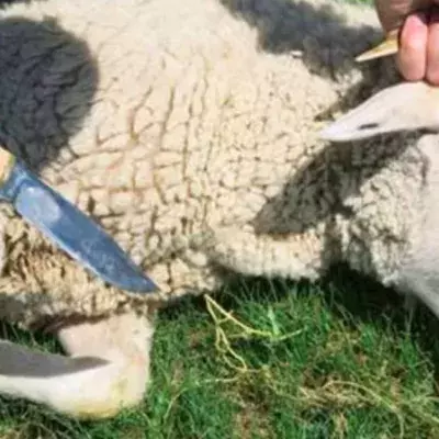 Mann schächtet Schafe: Gerichtsurteil sorgt für Unverständnis