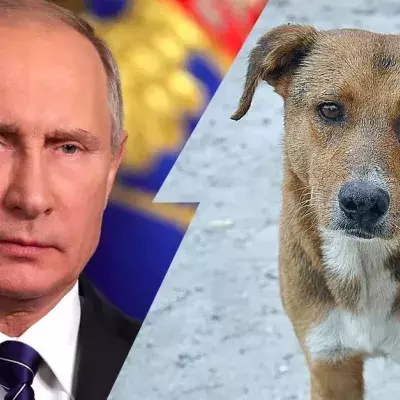 WM 2018 in Russland: Säuberungsaktionen von Tieren im Gange