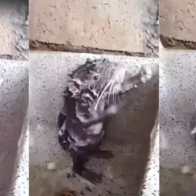 Die „duschende“ Ratte und die traurige Wahrheit dahinter