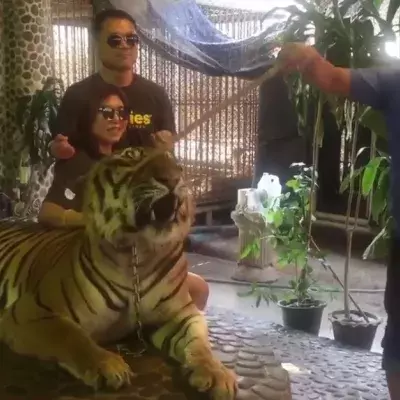 Empörung im Netz: So fies wird ein Tiger zu Fotos mit Touristen gezwungen