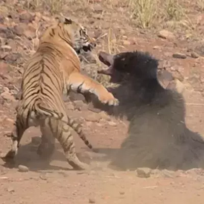 Tiger greift an: Die Bärin verteidigt verzweifelt ihr Junges