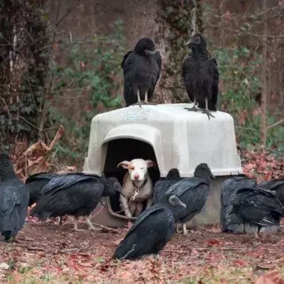 Er findet eine ausgesetzte Hündin im Wald, die schon von Geiern umkreist wird