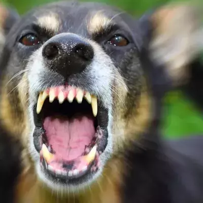 Belästigung: Hund rettet Frau