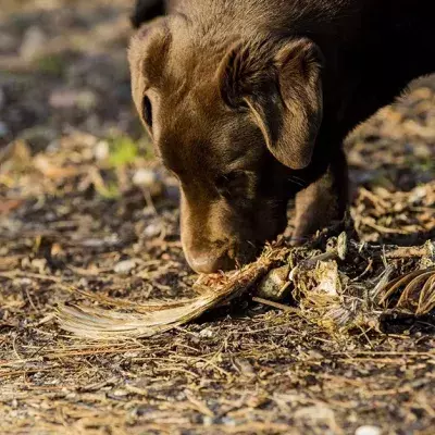 Hundehalter, aufgepasst: Die Polizei warnt vor präparierten Tierködern
