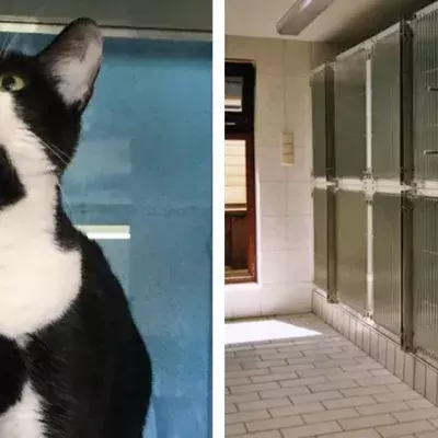 Aus diesem traurigen Grund verbringt Muffy schon ihr ganzes Leben im Tierheim