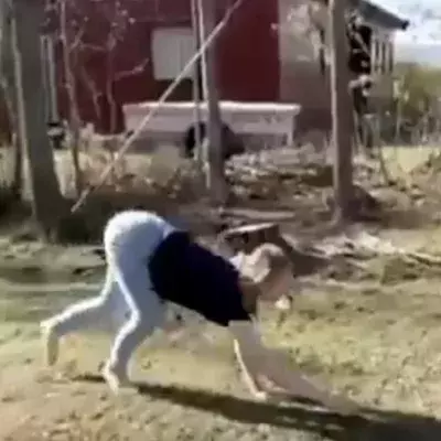 Junge Frau bewegt sich wie ein Pferd: Ihre Aufnahmen gehen viral (Video)