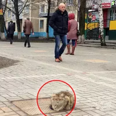 Alle Passanten wundern sich: Jeden Tag sitzt diese Katze auf dem immer gleichen Gullideckel