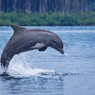 Delfin