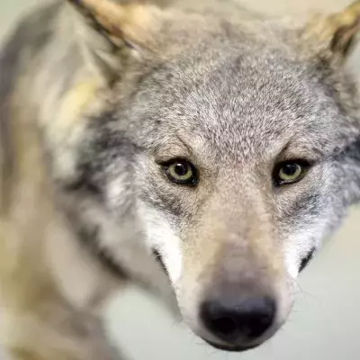 Der Vorgänger des "Mainzer Wolfes": Dieses Exemplar wurde 2012 illegal erschossen und steht seitdem im Museum