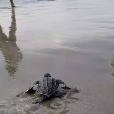 Die Lederschildkröte fasziniert mit ihrer äußeren Schönheit