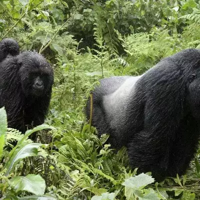 Die witzige Reaktion von Gorillas sorgt auf Facebook für Aufsehen