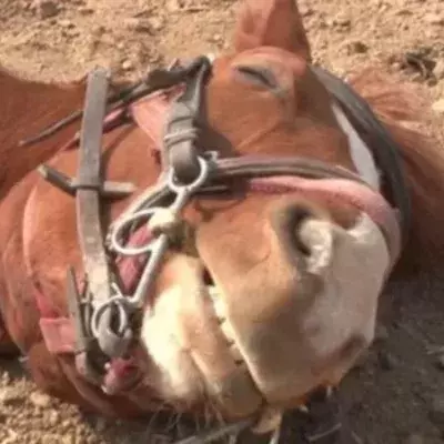 Dieses Pferd stellt sich tot, sobald jemand auf ihm reiten will