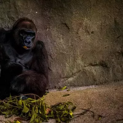 Ein Gorilla mit einer Pflanze im Zoo von Sanford
