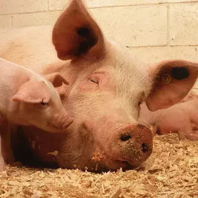 Eklig oder niedlich? Eines der Ferkel ist ein Mutant! (Video)