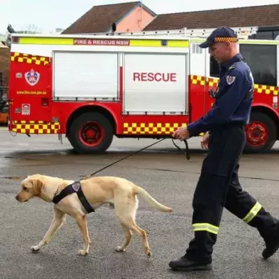 "Er hat es innerhalb von 25 Min. gefunden": Können Spürhunde Covid-19 riechen?