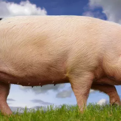 Spenderorgane sollen demnächst mit dieser Methode in Schweinen gezüchtet werden