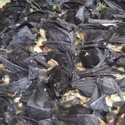 Gruselfund im eigenen Garten: Hunderte Flughunde fallen tot vom Baum und werden zur Gefahr