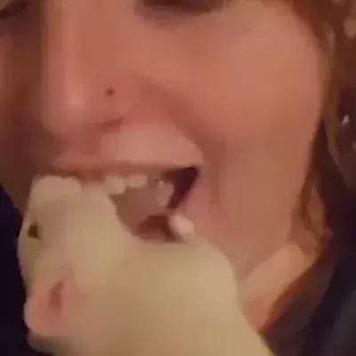 Neuer Ekel-Trend: Zähne putzen mit einer lebendigen Ratte