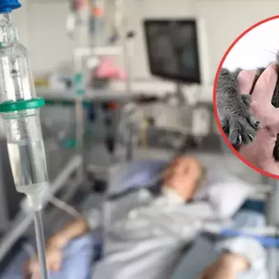 Mann wird von Katze gebissen - kurz darauf ist er tot