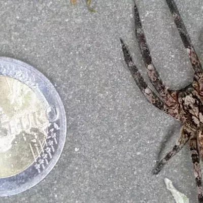 Giftspinne aus dem Ausland breitet sich in Deutschland aus