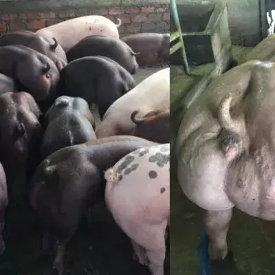 Diese Zucht-Schweine sind hypermuskulös: Der Grund sorgt für Empörung!