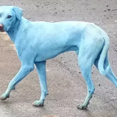 Das Geheimnis der blauen Hunde ist gelüftet