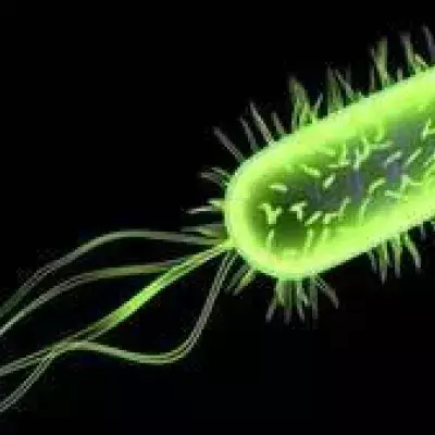 Escherichia coli (E. coli): Definition, Arten, Symptome, Übertragung, Behandlung von Kolibakterien