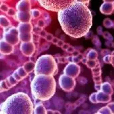 Streptokokken: Ansteckung, Symptome, Verlauf und Behandlung