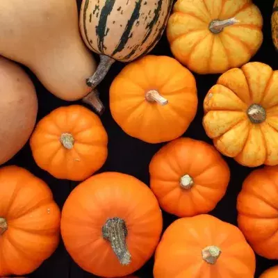 Von Butternut bis Hokkaido: Beliebte Kürbissorten im Überblick